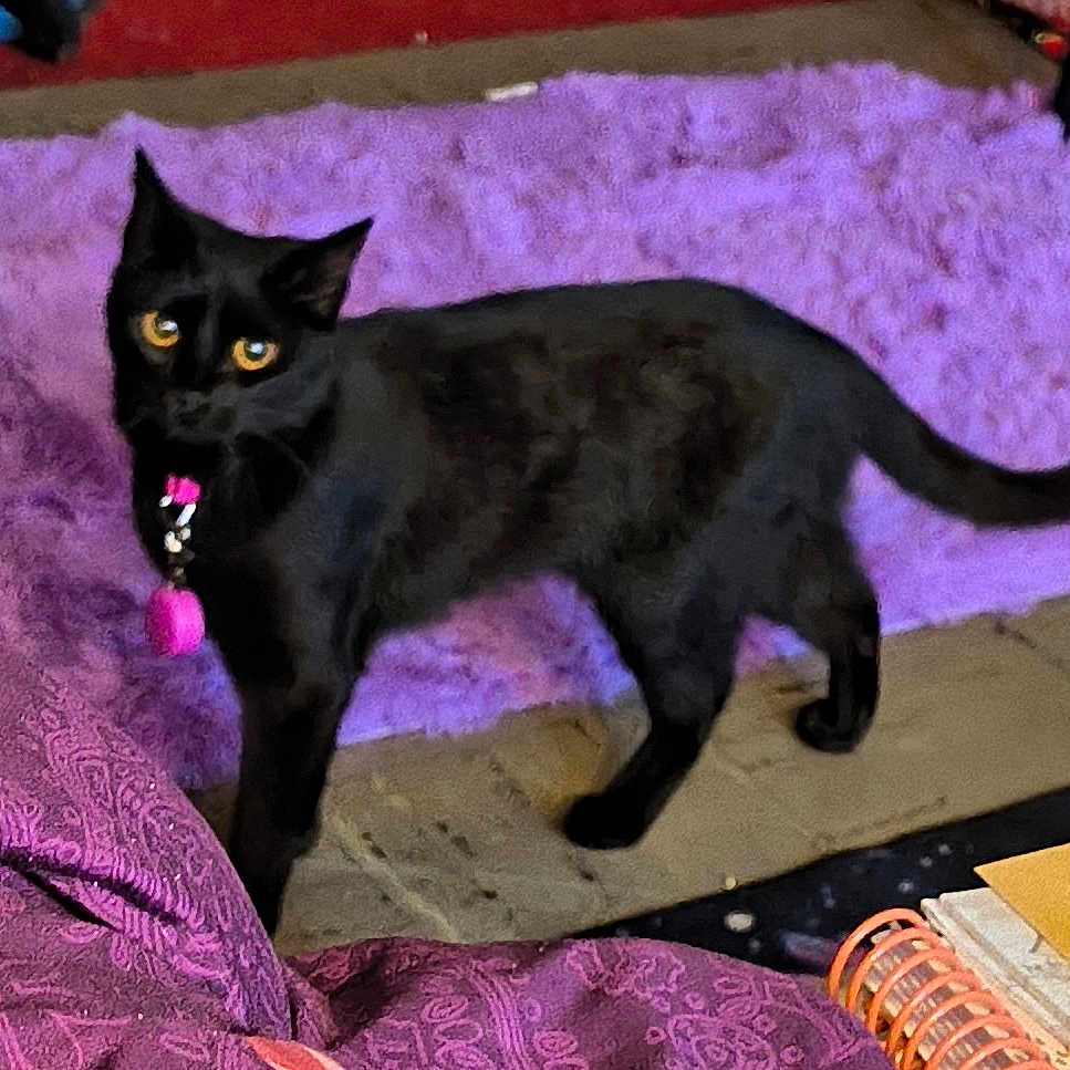 Sol Girl joined the competition — help win amazing prizes! abyssinian, animal, applique, bed, bedroom, blackcat, blanket, cat, egyptiancat, furniture, homedecor, indoors, kitten, manx, pattern, pet, purple, quilt, room, velvet