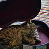 cat, tabby_cat, fluffy, long_hair, feline, pet, animal, sitting, lying_down, suitcase, luggage, open_suitcase, indoors, striped_background, colorful, brown_fur, whiskers, ears, relaxed, travel