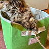 Kiki joined the competition — help win amazing prizes! cat, tabby_cat, fluffy, long_hair, gray_fur, striped_fur, green_bin, storage_basket, indoors, pet, animal, whiskers, ears, paws, sitting, lounging, teddy_bear, wooden_floor, carpet, home_decor