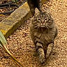 Kiki is registered to the contest to win money with this photo: cat, tabby_cat, fluffy, long_hair, fur, whiskers, green_eyes, tail, outdoor, garden, path, plants, leaves, soil, stone, nature, animal, portrait, standing, long_tail