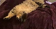 Kiki joined the competition — help win amazing prizes! cat, fluffy, furry, pet, animal, sleeping, relaxed, lying_down, upside_down, blanket, bed, bedroom, cozy, indoor, home, handheld_console, gaming, long_hair, brown_fur, photography