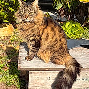 Kiki is registered to the contest to win money with this photo: cat, tabby_cat, fluffy, longhaired, pet, animal, sitting, outdoor, garden, bench, wood, sunlight, plants, succulent, citrus, greenery, fur, tail, portrait, backyard