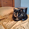 animal, bed, bedspread, cat, cozy, domestic_animal, feline, fur, green_eyes, indoor, mustard_yellow, pet, pillow, quiet, relaxed, resting, side_table, sleepy, tortoiseshell_cat, wooden_headboard