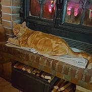 Faddah participe au concours pour gagner de l'argent avec cette photo : animal, architecture, box, brick, building, canine, cat, couch, fireplace, furniture, hardwood, indoors, interiordesign, kitten, livingroom, person, pet, room, sleeping, wood