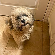 Scar is registered to the contest to win money with this photo: dog, puppy, fluffy, curly_fur, white_fur, brown_fur, small_dog, pet, animal, portrait, smiling, happy, funny, looking_at_camera, indoor, tile_floor, door, hallway, home, standing