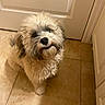 dog, puppy, fluffy, curly_fur, white_fur, brown_fur, small_dog, pet, animal, portrait, smiling, happy, funny, looking_at_camera, indoor, tile_floor, door, hallway, home, standing