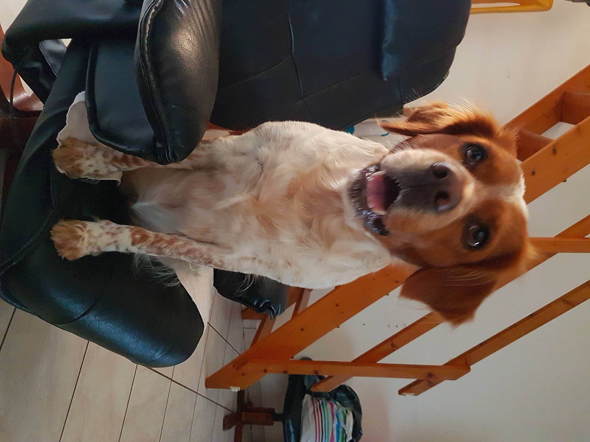 Julie a rejoint le concours — aidez-le/la à gagner de superbes lots ! carnivore, chair, collar, comfort, companion_dog, dog, dog_breed, dog_collar, dog_supply, eyewear, fawn, fur, leash, liver, pet_supply, snout, sporting_group, whiskers, wood, working_animal