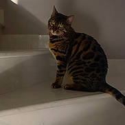 Savannah a rejoint le concours — aidez-le/la à gagner de superbes lots ! cat, bengal_cat, stairs, indoor, animal, pet, feline, striped, spotted, sitting, shadow, light, white, floor, wall, whiskers, ears, tail, looking, curious