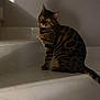 cat, bengal_cat, stairs, indoor, animal, pet, feline, striped, spotted, sitting, shadow, light, white, floor, wall, whiskers, ears, tail, looking, curious