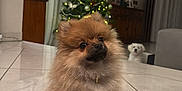 Alden participe au concours pour gagner de l'argent avec cette photo : dog, pomeranian, small_dog, fluffy, indoor, floor, tile_floor, christmas_tree, decorations, lights, holiday, pet, cute, curious, background_dog, living_room, furniture, curtains, home, festive