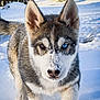 animal, blue_eye, brown_eye, canine, cute, dog, ears, front_leg, fur, husky, nature, nose, outdoor, playful, puppy, snow, snowy_landscape, trees, walking, winter