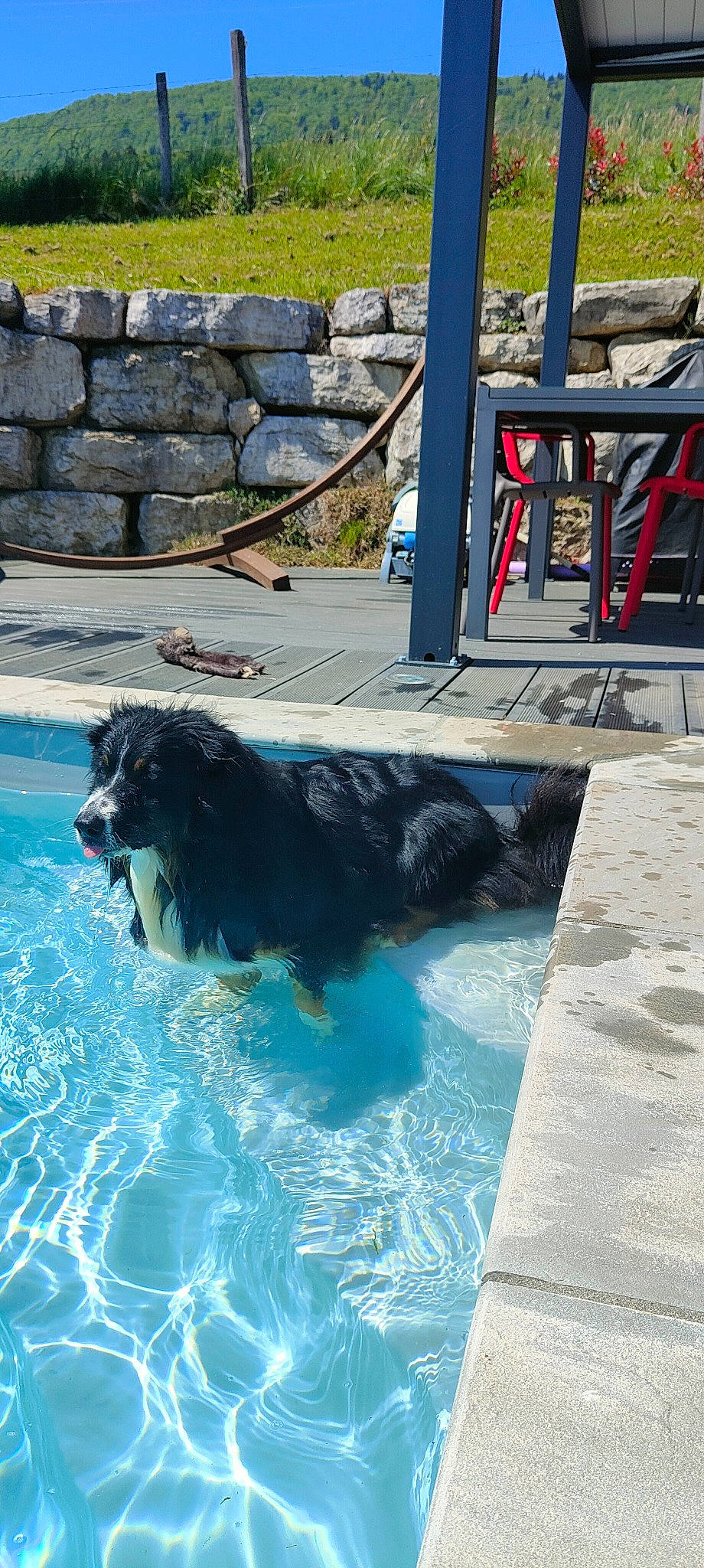 Milo participe au concours pour gagner de l'argent avec cette photo : canidae, carnivore, chair, companion_dog, dog, dog_breed, flagstone, flooring, fun, gun_dog, leisure, liquid, ocean, plant, recreation, sporting_group, swimming_pool, water, working_animal, working_dog