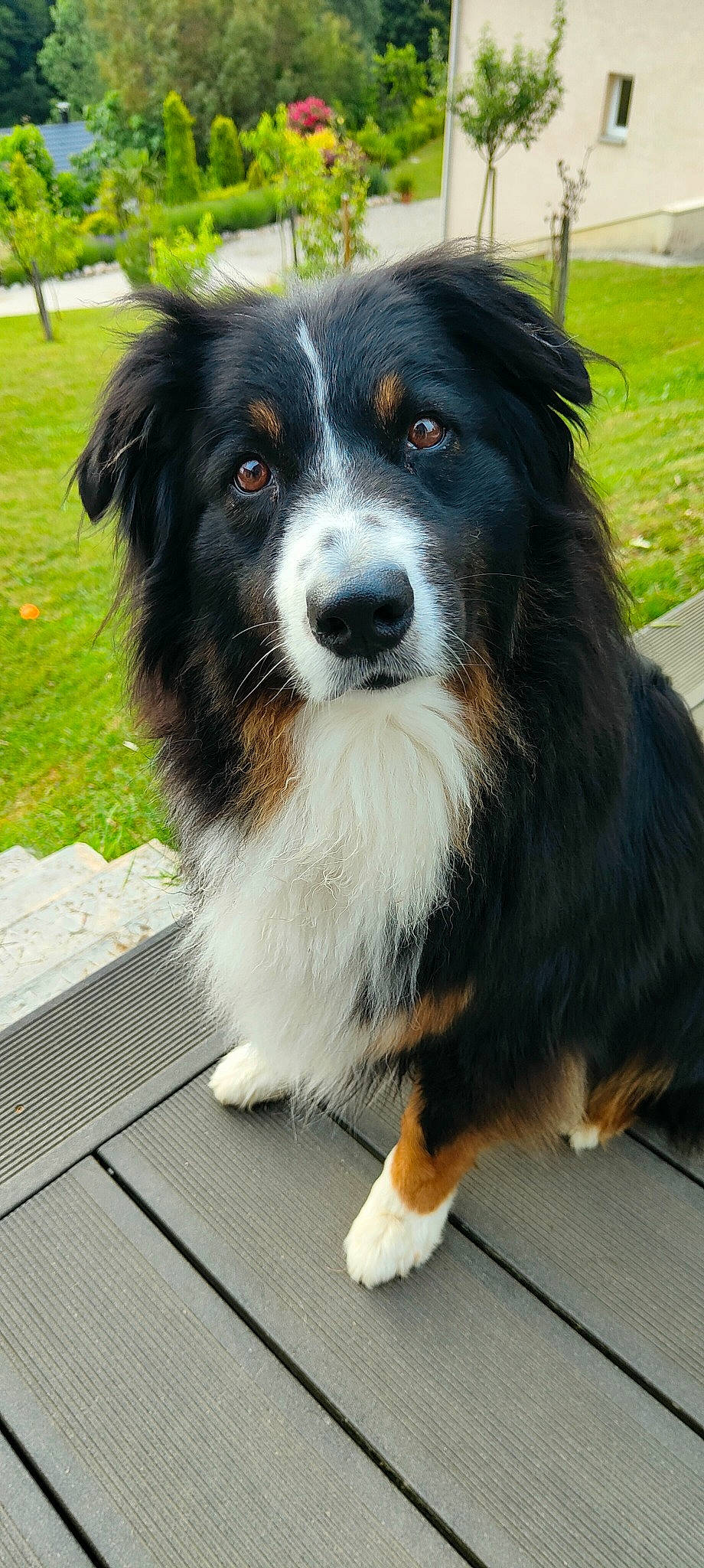 Milo a rejoint le concours — aidez-le/la à gagner de superbes lots ! australian_collie, bernese_mountain_dog, border_collie, canidae, carnivore, companion_dog, dog, dog_breed, fur, herding_dog, plant, snout, sporting_group, terrestrial_animal, whiskers, working_dog
