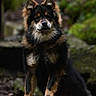 Ayko participe au concours pour gagner de l'argent avec cette photo : dog, animal, outdoor, nature, moss, rock, fur, pet, canine, portrait, wildlife, forest, standing, brown, black, tan, ears, snout, eyes, calm