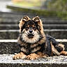 dog, animal, outdoor, stairs, fur, portrait, laying_down, pet, canine, mammal, fluffy, brown, black, nature, resting, calm, cute, closeup, paw, expression