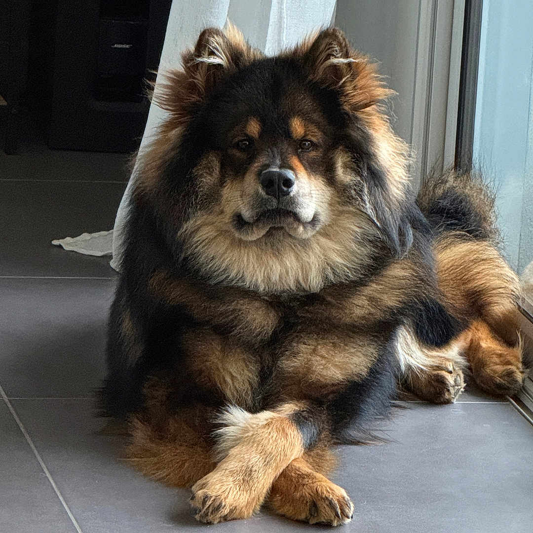 Ayko a rejoint le concours — aidez-le/la à gagner de superbes lots ! dog, fluffy, crossed_paws, window, indoor, tile_floor, curtain, relaxed, pet, animal, furry, calm, brown, black, medium_size, domestic, companion, resting, portrait, natural_light