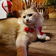 Piana participe au concours pour gagner de l'argent avec cette photo : cat, fluffy_cat, indoor, wooden_floor, christmas_decor, red_bow, holiday_costume, close_up, pet, fur, whiskers, relaxed, paws, living_room, christmas_tree, wood_paneling, festive, decoration, cozy, portrait