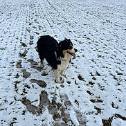 Stella a rejoint le concours — aidez-le/la à gagner de superbes lots ! dog, australian_shepherd, snow, field, footprints, tongue_out, outdoors, grass, trees, winter, pet, standing, cute, black_and_white, fur, landscape, path, paws, cold, nature