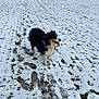 dog, australian_shepherd, snow, field, footprints, tongue_out, outdoors, grass, trees, winter, pet, standing, cute, black_and_white, fur, landscape, path, paws, cold, nature