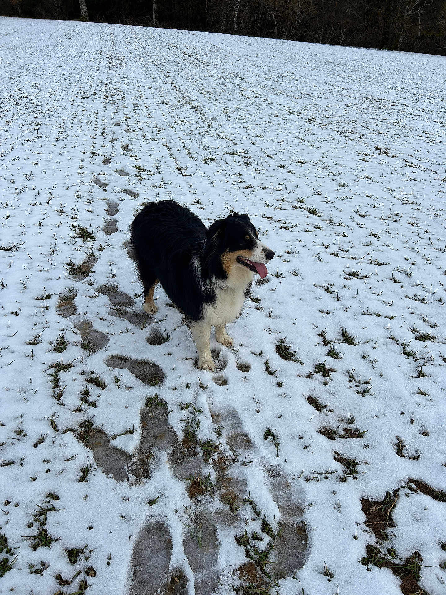 Stella a rejoint le concours — aidez-le/la à gagner de superbes lots ! dog, australian_shepherd, snow, field, footprints, tongue_out, outdoors, grass, trees, winter, pet, standing, cute, black_and_white, fur, landscape, path, paws, cold, nature