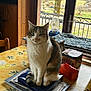 cat, tabby_cat, paws, whiskers, table, laptop, tin_box, orange_box, window, balcony, countryside, food_dispenser, chair, magazine, napkin, blanket, indoor, pet, sitting, curious