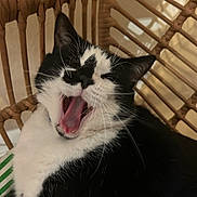 Safyr participe au concours pour gagner de l'argent avec cette photo : cat, black_and_white, yawning, pet, feline, whiskers, ears, mouth_open, tongue, chair, woven, indoor, closeup, fur, relaxed, animal, cute, resting, home, comfort