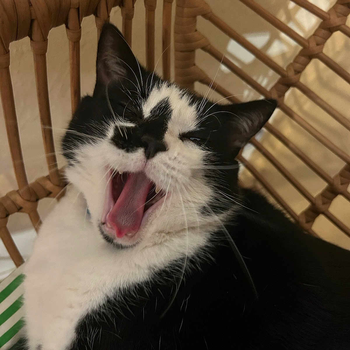 Safyr participe au concours pour gagner de l'argent avec cette photo : animal, black_and_white, cat, chair, closeup, comfort, cute, ears, feline, fur, home, indoor, mouth_open, pet, relaxed, resting, tongue, whiskers, woven, yawning