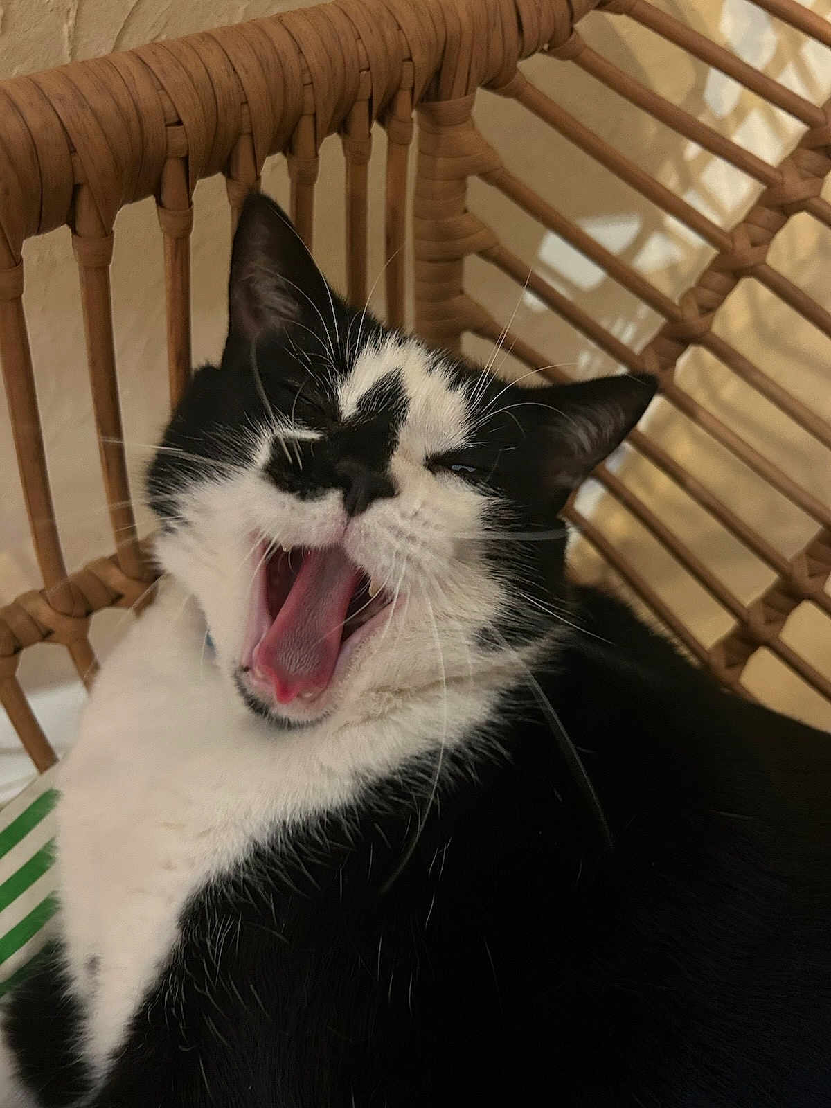 Safyr participe au concours pour gagner de l'argent avec cette photo : cat, black_and_white, yawning, pet, feline, whiskers, ears, mouth_open, tongue, chair, woven, indoor, closeup, fur, relaxed, animal, cute, resting, home, comfort