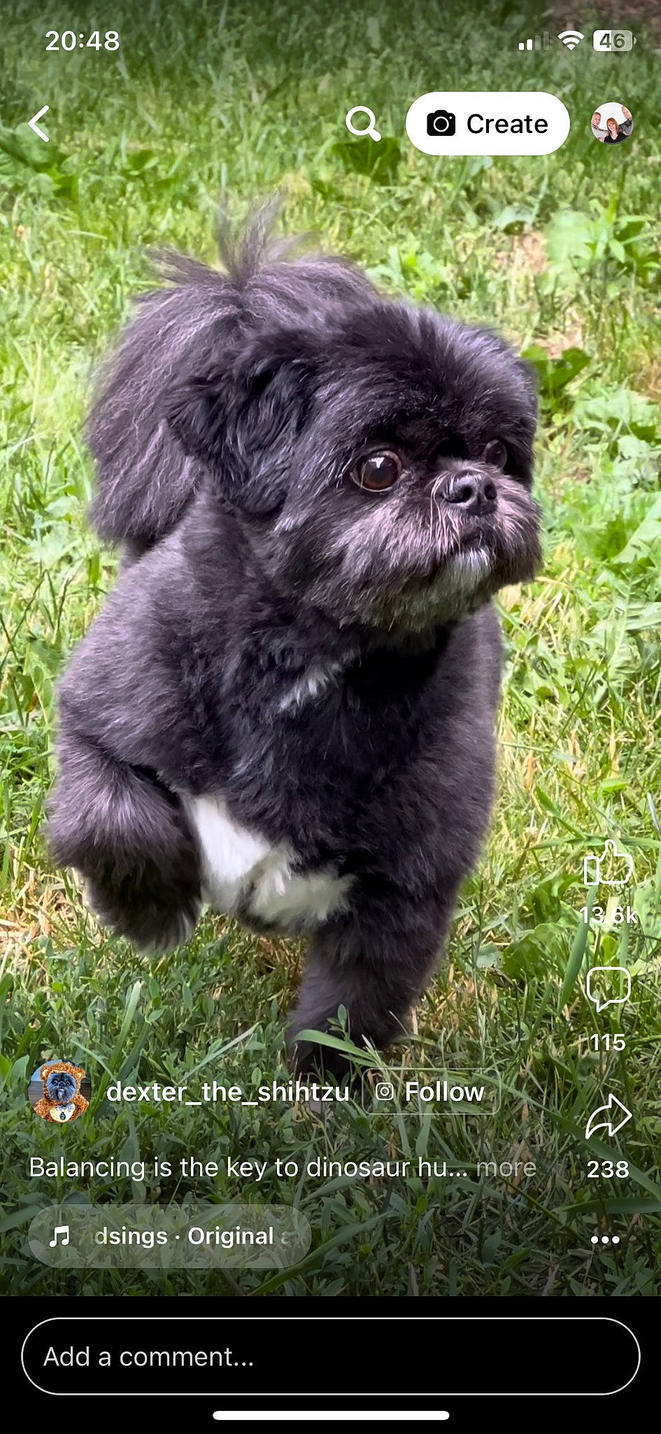 Billy is registered to the contest to win money with this photo: canidae, carnivore, companion_dog, dog, dog_breed, fawn, fur, grass, liver, maltepoo, non_sporting_group, puppy, shih_tzu, snout, sporting_group, terrestrial_animal, toy_dog, working_animal
