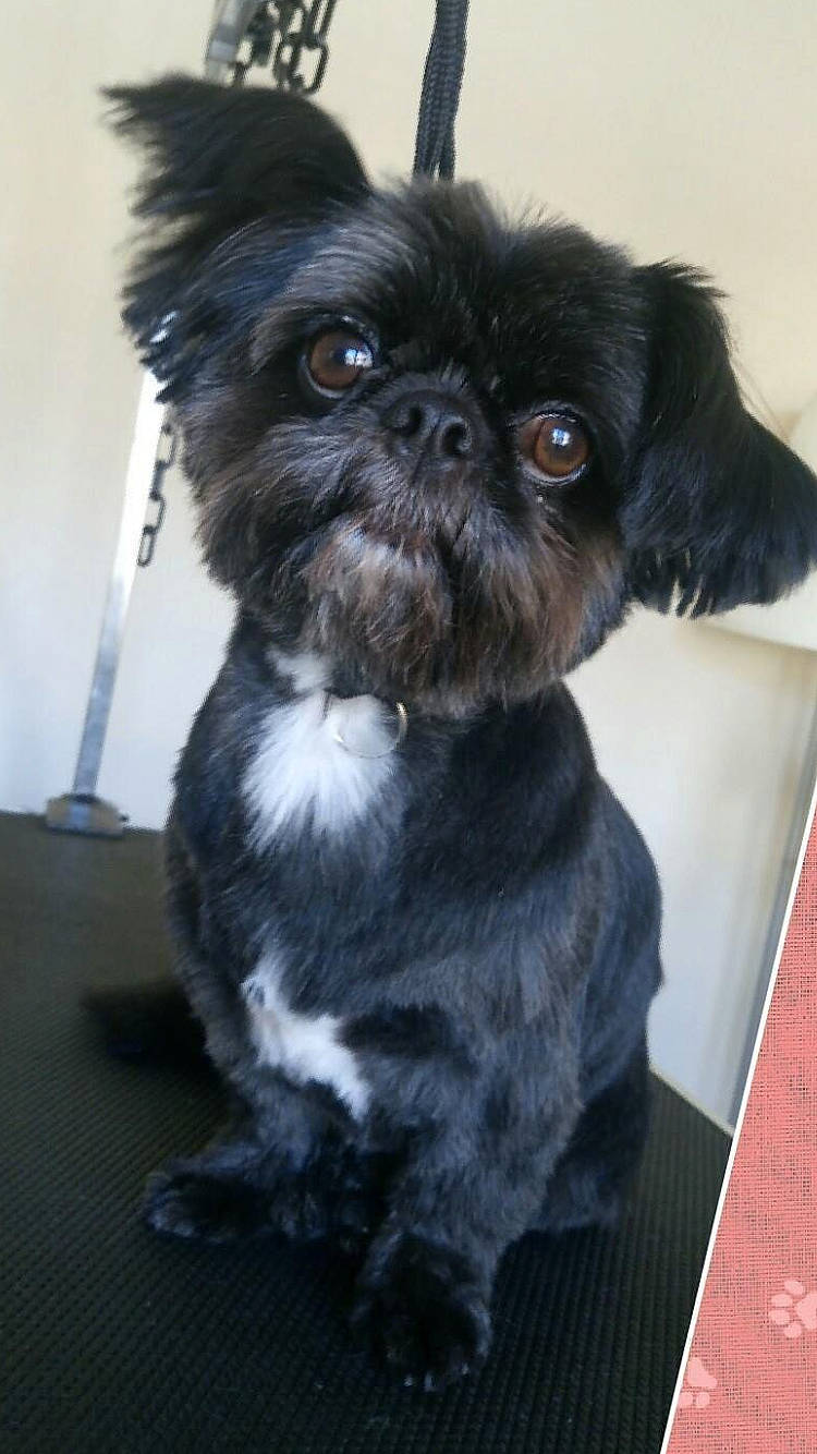 Billy joined the competition — help win amazing prizes! canidae, carnivore, companion_dog, dog, dog_breed, fawn, fur, liver, maltepoo, non_sporting_group, shih_tzu, small_terrier, snout, sporting_group, tail, terrestrial_animal, toy_dog, working_animal, yorkipoo