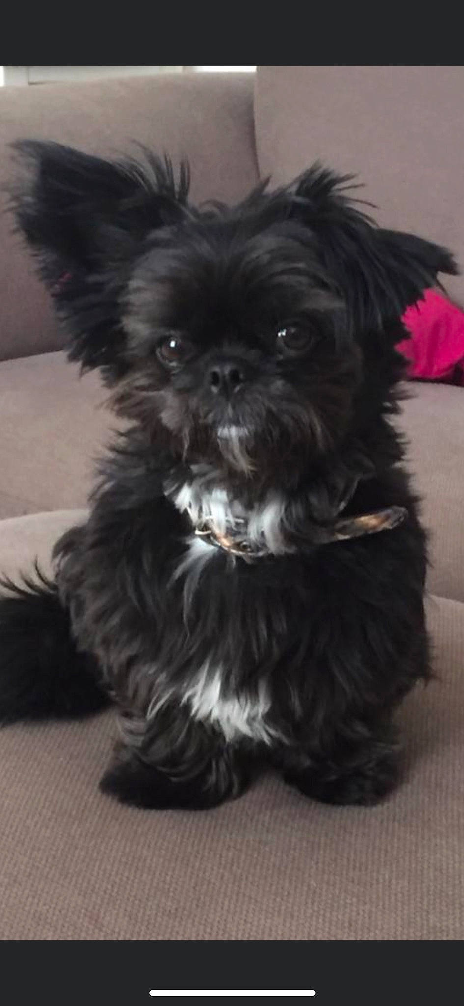 Billy joined the competition — help win amazing prizes! biewer_terrier, canidae, carnivore, companion_dog, dog, dog_breed, dog_supply, fur, liver, maltepoo, non_sporting_group, pet_supply, small_terrier, snout, sporting_group, terrestrial_animal, terrier, toy_dog, working_animal, yorkipoo