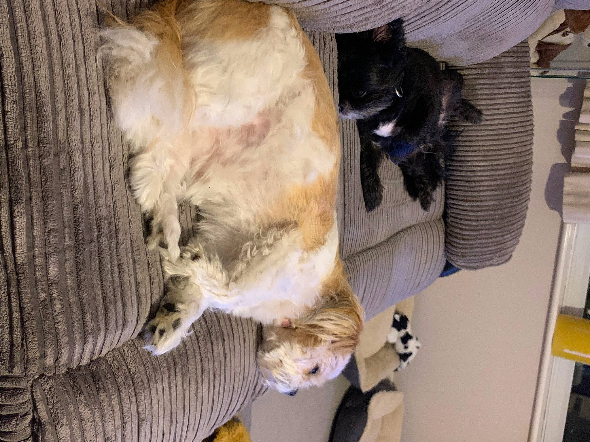 Lola joined the competition — help win amazing prizes! canidae, carnivore, claw, comfort, companion_dog, dog_breed, fawn, feather, felidae, fur, hat, nap, natural_material, small_to_medium_sized_cats, sporting_group, tail, terrestrial_animal, whiskers, wing, wood