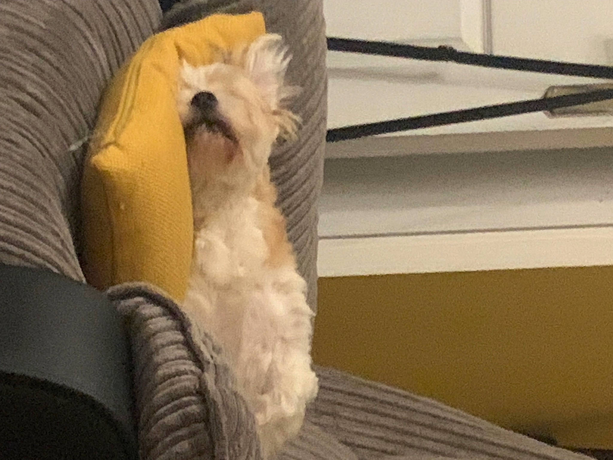 Lola is registered to the contest to win money with this photo: canidae, carnivore, chair, comfort, companion_dog, couch, dog, dog_breed, fawn, flooring, fur, pet_supply, small_terrier, snout, sporting_group, tail, terrier, toy_dog, wood, working_animal