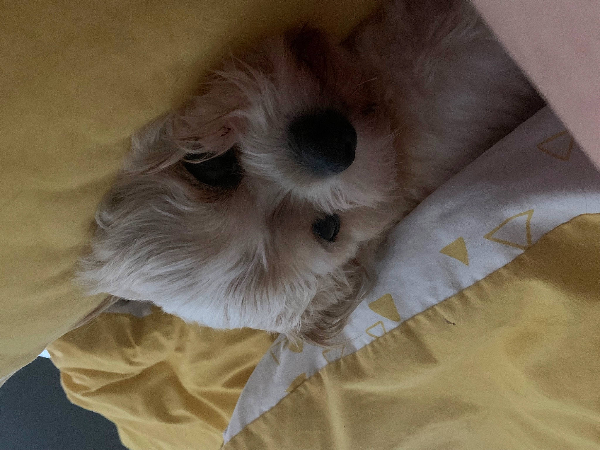 Lola is registered to the contest to win money with this photo: canidae, carnivore, comfort, companion_dog, dog, dog_breed, dog_supply, fawn, fur, mal_shi, maltepoo, non_sporting_group, shih_poo, small_terrier, snout, sporting_group, terrier, toy_dog, whiskers, working_animal