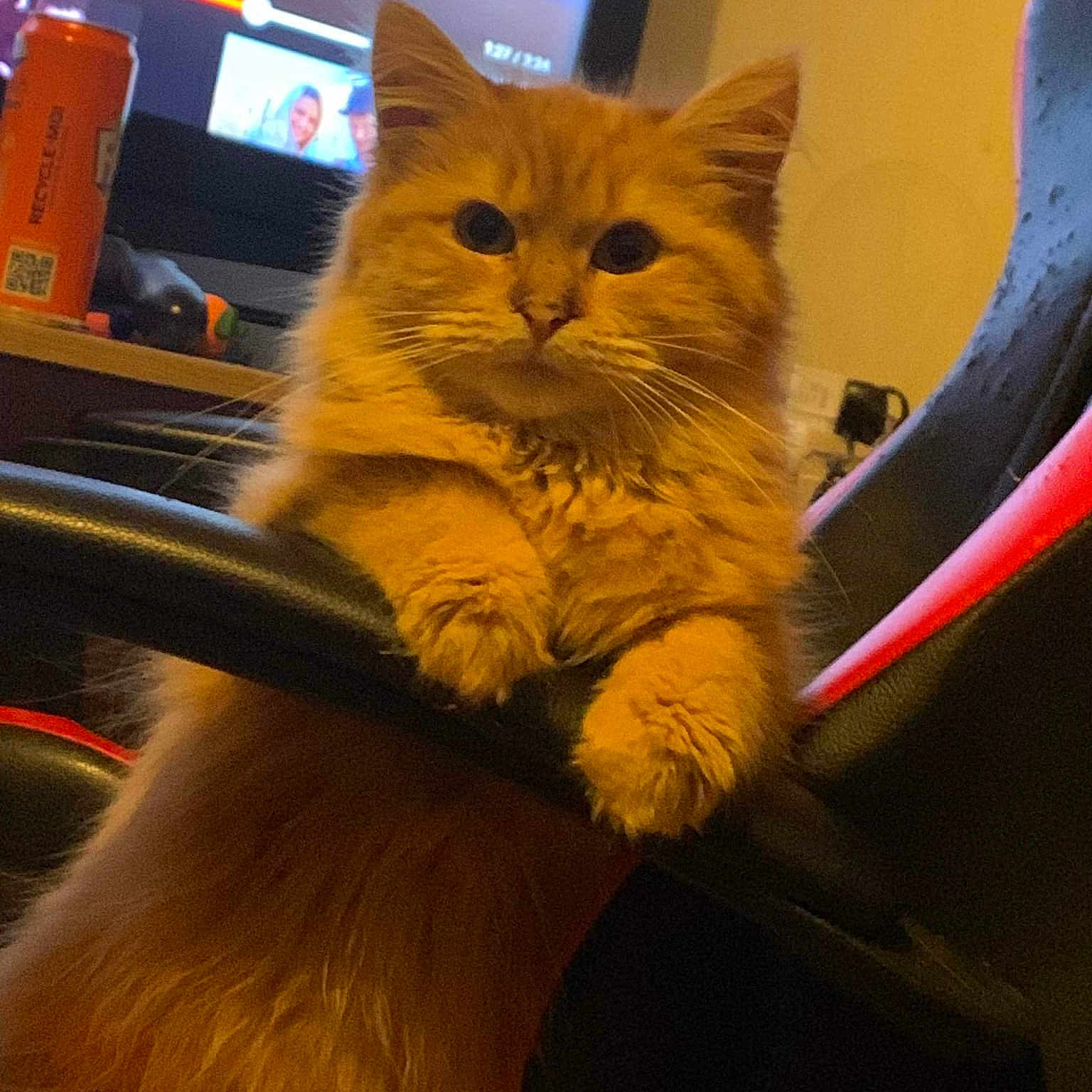 Mia