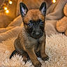 puppy, dog, belgian_malinois, sitting, portrait, fluffy_blanket, teddy_bear, fairy_lights, indoor, cozy, cute, brown_fur, black_mask, pointed_ears, blue_eyes, pet, animal, soft_lighting, close_up, adorable