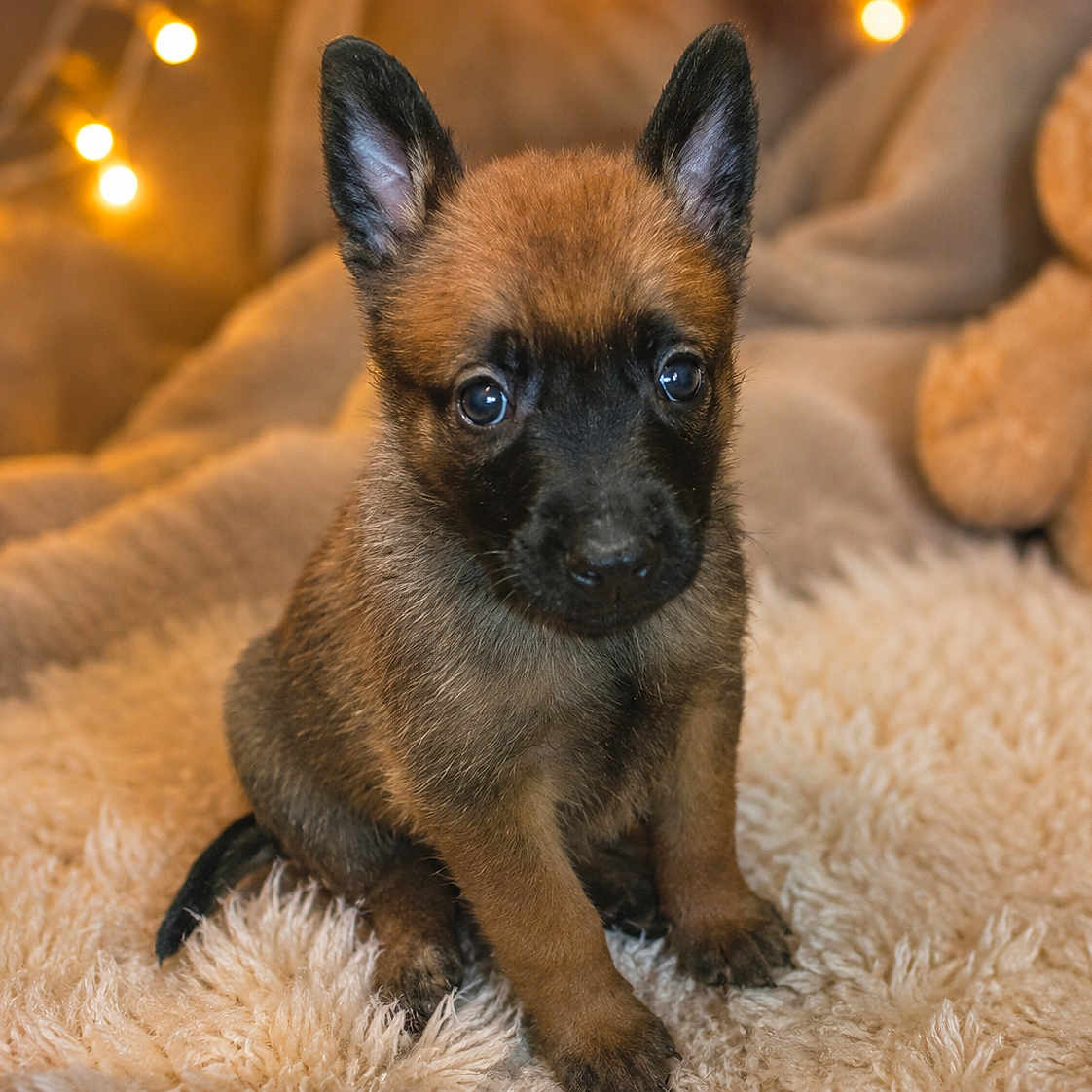 Athéna participe au concours pour gagner de l'argent avec cette photo : puppy, dog, belgian_malinois, sitting, portrait, fluffy_blanket, teddy_bear, fairy_lights, indoor, cozy, cute, brown_fur, black_mask, pointed_ears, blue_eyes, pet, animal, soft_lighting, close_up, adorable