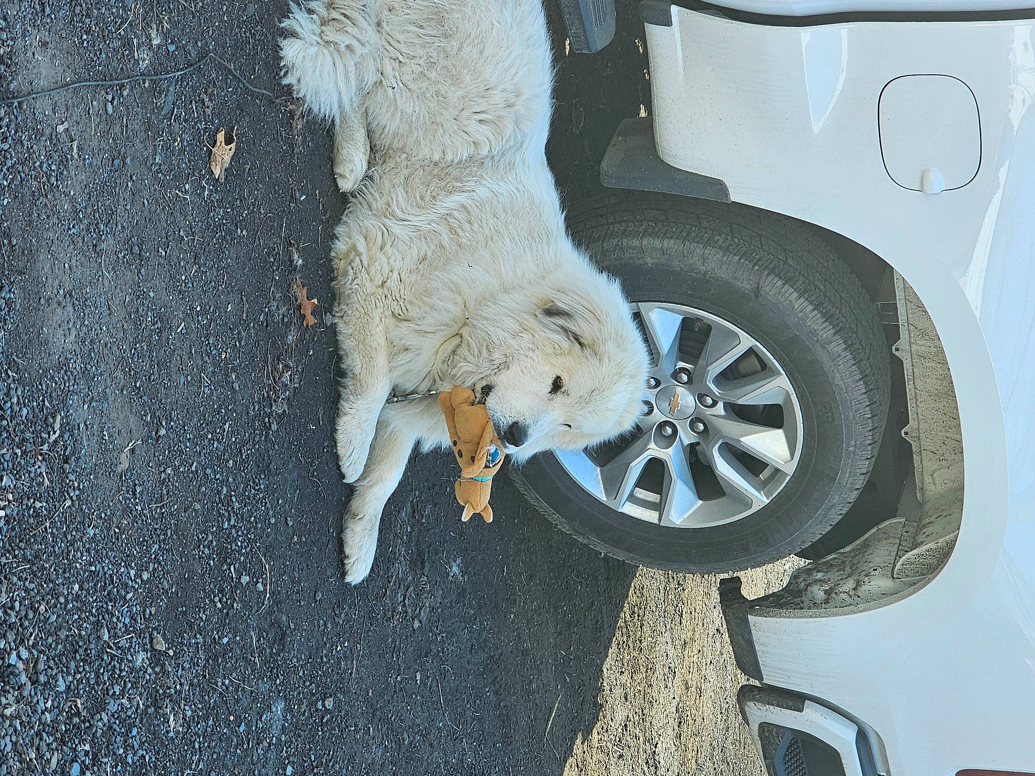 Diesel is registered to the contest to win money with this photo: alloy_wheel, asphalt, automotive_exterior, automotive_lighting, automotive_tire, automotive_wheel_system, bumper, car, carnivore, fender, hood, hubcap, motor_vehicle, road_surface, synthetic_rubber, tire, tread, vehicle, vehicle_door, wheel