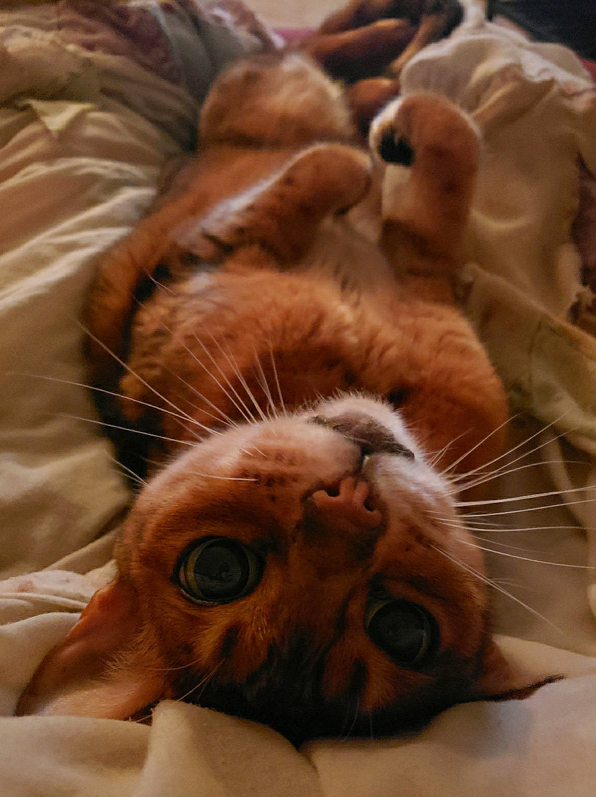 Roxy is registered to the contest to win money with this photo: canidae, carnivore, cat, claw, close_up, comfort, domestic_short_haired_cat, ear, fawn, felidae, fur, nose, paw, small_to_medium_sized_cats, snout, tail, terrestrial_animal, textile, whiskers, wildlife