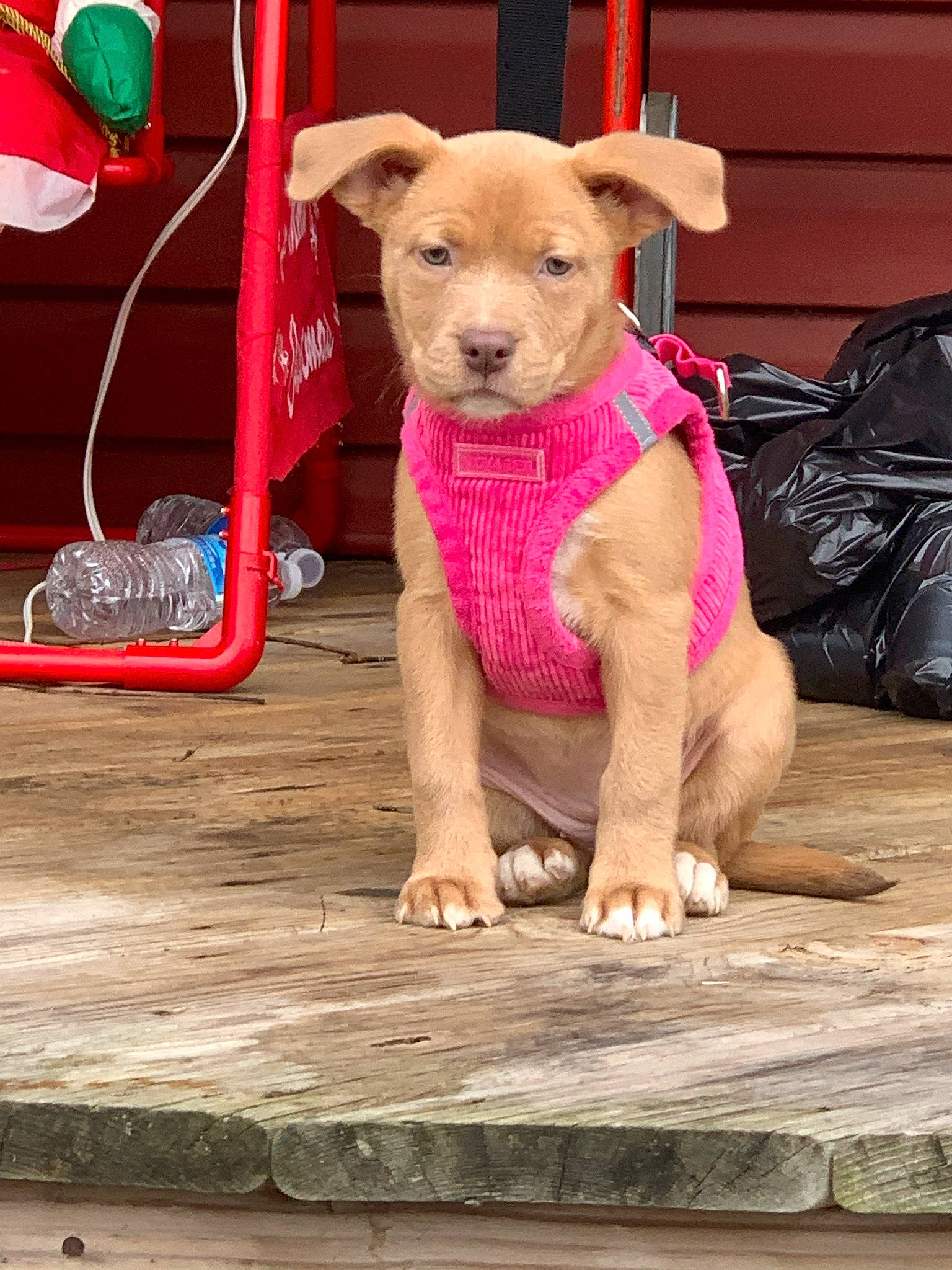 Hazel joined the competition — help win amazing prizes! bag, canidae, carnivore, collar, companion_dog, dog, dog_breed, dog_clothes, dog_collar, dog_supply, fashion_accessory, fawn, luggage_and_bags, pet_supply, pink, snout, sporting_group, terrestrial_animal, wood, working_animal