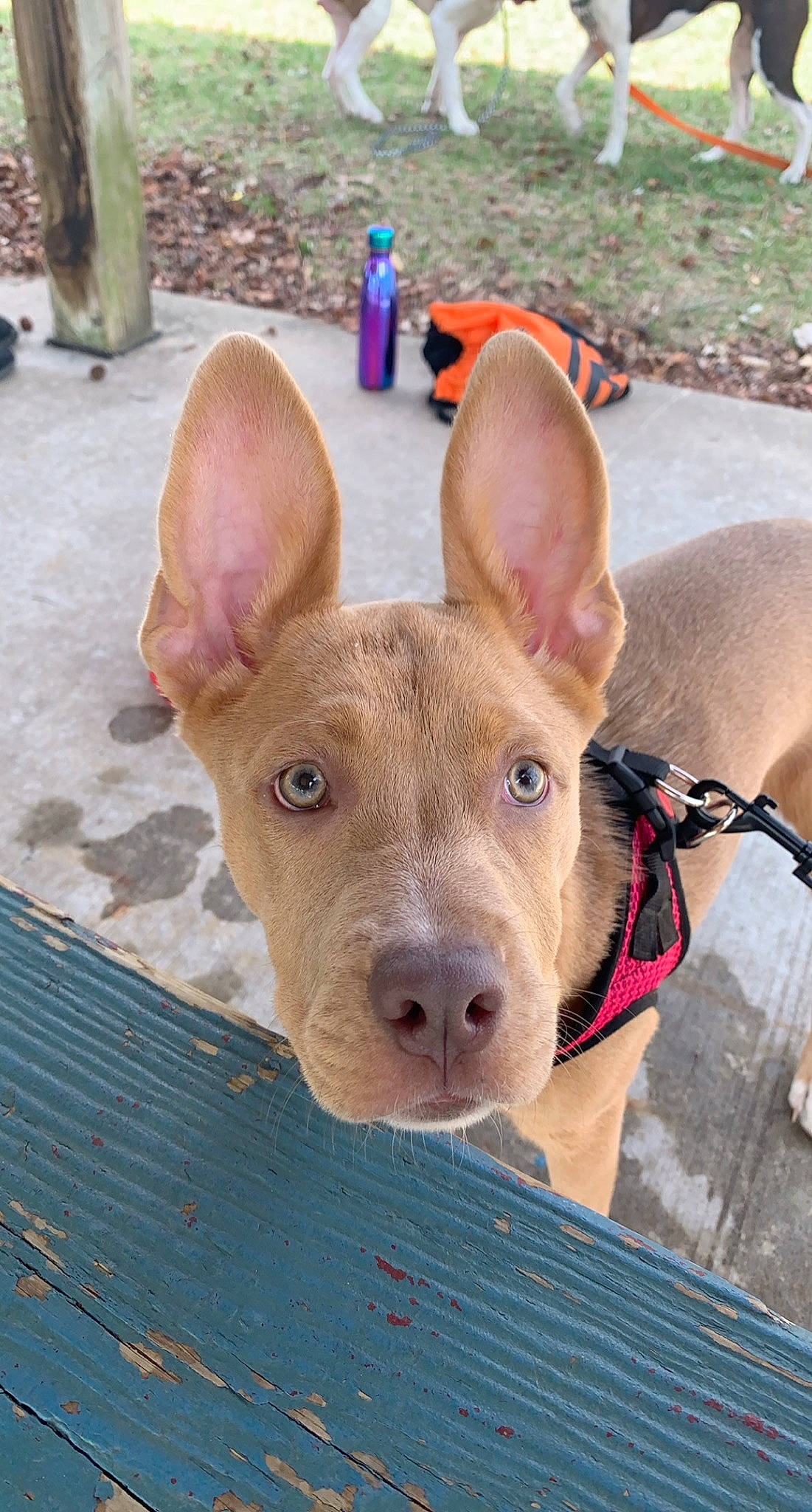 Hazel is registered to the contest to win money with this photo: animal_shelter, canidae, dog_breed, domestic_pig, ear, eye, fawn, flooring, fur, head, human_body, livestock, non_sporting_group, pink, snout, suidae, terrestrial_animal, whiskers, wood, working_animal