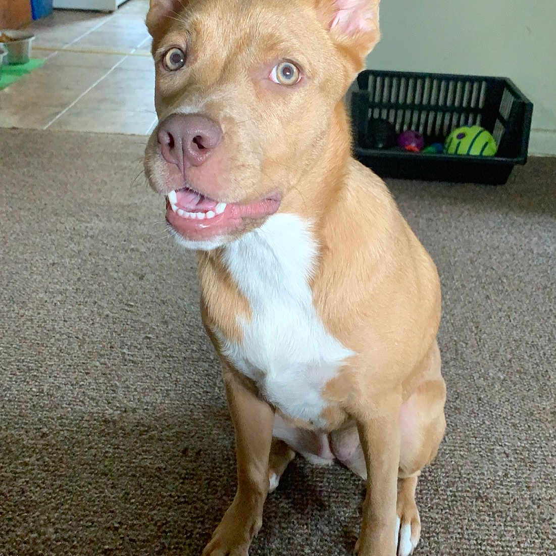 Hazel