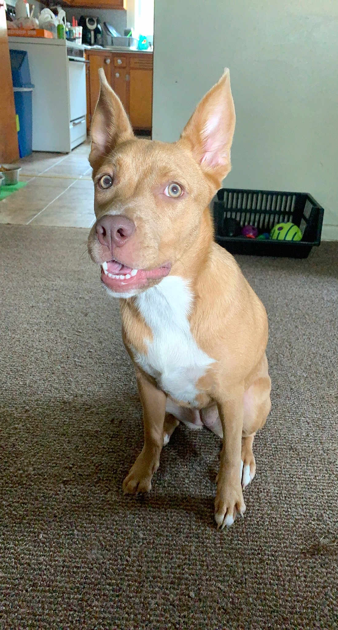 Hazel