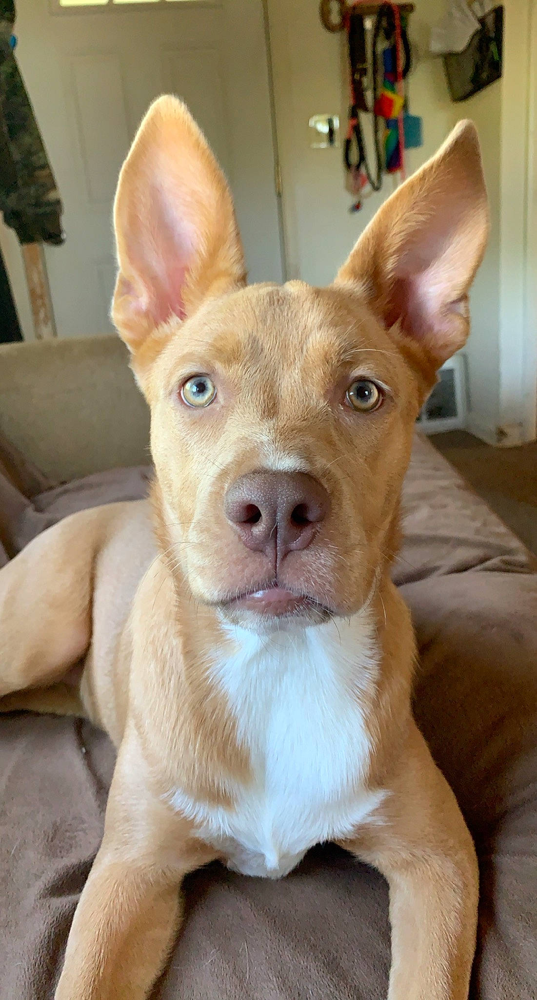 Hazel joined the competition — help win amazing prizes! canidae, carnivore, comfort, companion_dog, dog, dog_breed, ear, fawn, fur, head, jaw, liver, non_sporting_group, snout, sporting_group, terrestrial_animal, toy_dog, whiskers, working_animal