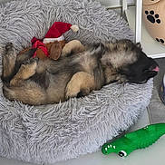 Boston a rejoint le concours — aidez-le/la à gagner de superbes lots ! adorable, animal, bed, comfortable, cozy, cute, dog, floor, furry, gray, green, indoor, pet, plush_toy, puppy, relaxed, resting, santa_hat, sleeping, toy