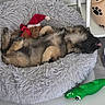 adorable, animal, bed, comfortable, cozy, cute, dog, floor, furry, gray, green, indoor, pet, plush_toy, puppy, relaxed, resting, santa_hat, sleeping, toy