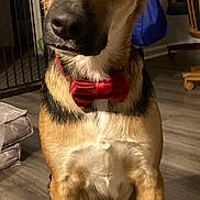 Max joined the competition — help win amazing prizes! dog, bow_tie, indoor, wood_floor, pet, sitting, curious, head_tilt, brown_fur, black_fur, white_fur, canine, domestic_animal, household, furniture, coat, chair, flooring, animal_portrait, companion