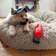 Athos participe au concours pour gagner de l'argent avec cette photo : puppy, dog, pet, cap, toy, carrot_toy, dog_bed, plush, fur, indoor, floor, wooden_floor, animal, cute, tongue_out, resting, cozy, cat_tree, natural_light, playful