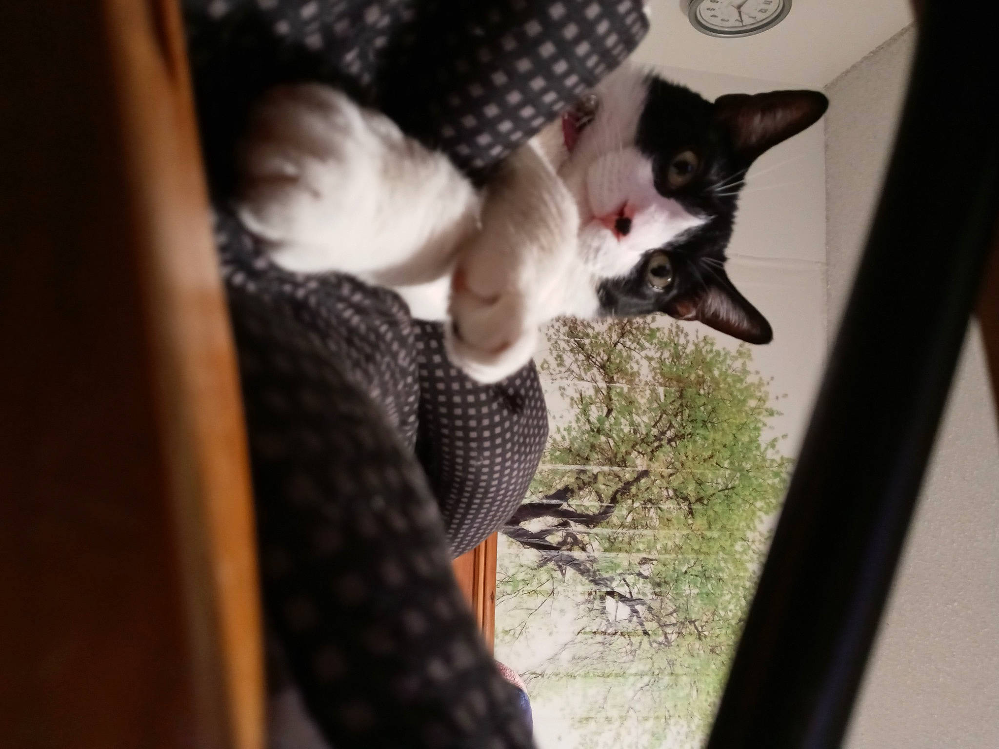 Felix joined the competition — help win amazing prizes! carnivore, cat, comfort, domestic_short_haired_cat, elbow, felidae, formal_wear, fur, gesture, plant, sitting, small_to_medium_sized_cats, tail, tree, whiskers, window