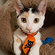 Bambi is registered to the contest to win money with this photo: cat, calico, tie, orange, black, cat_tree, feline, pet, indoor, cute, wide_eyes, curious, whiskers, paws, fur, animal, close_up, cozy, resting, portrait